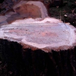 stump 1