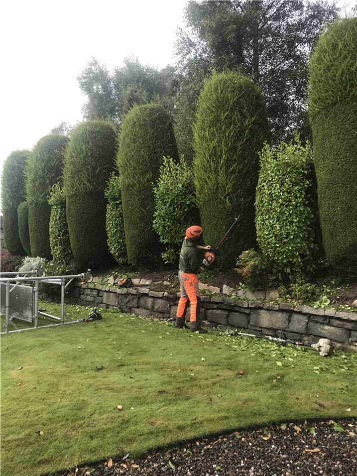 Hedge-Trimming-Services-Fife