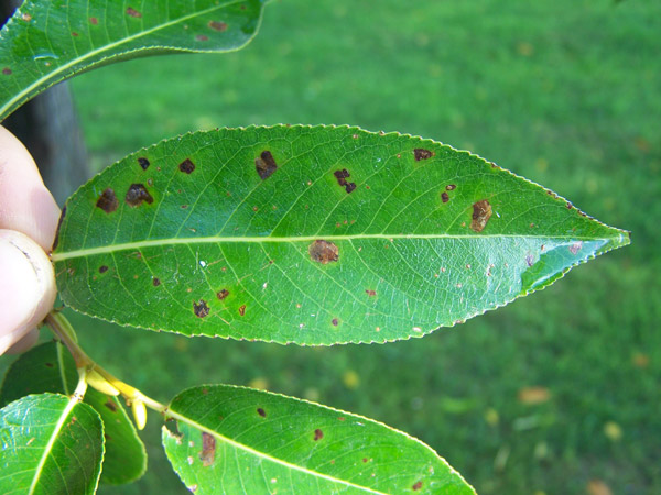 bacterial-leaf-spot-on-willow.jpg