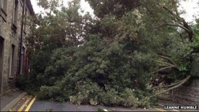tree-storm-damage.jpg