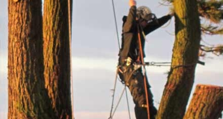 Tree Maintenance Services Fife